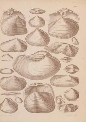 Reproducción/Reproduction 43825375602: An atlas of the fossil conchology of Great Britain and Ireland :. London :Sonnenschein,1889.. 
