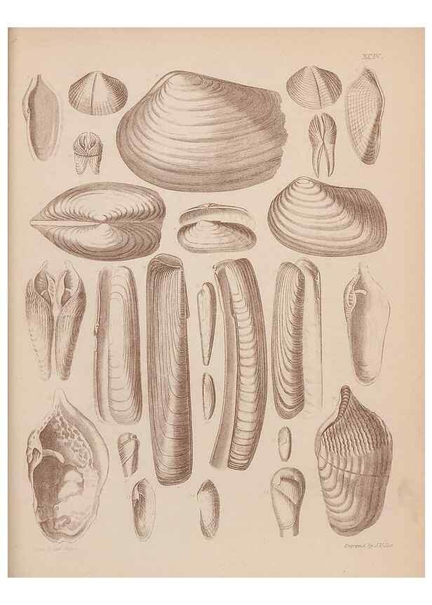 Reproducción/Reproduction 43156240514: An atlas of the fossil conchology of Great Britain and Ireland :. London :Sonnenschein,1889.. 