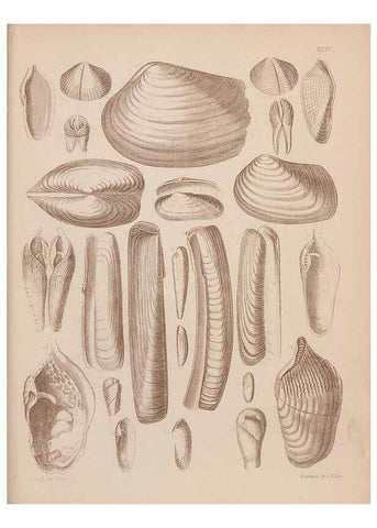 Reproducción/Reproduction 43156240514: An atlas of the fossil conchology of Great Britain and Ireland :. London :Sonnenschein,1889.. 