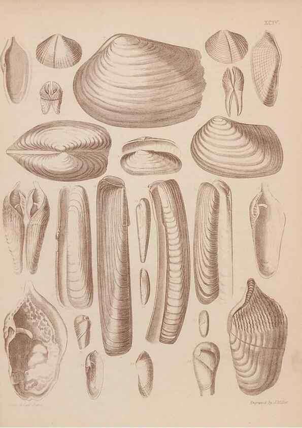 Reproducción/Reproduction 43156240514: An atlas of the fossil conchology of Great Britain and Ireland :. London :Sonnenschein,1889.. 