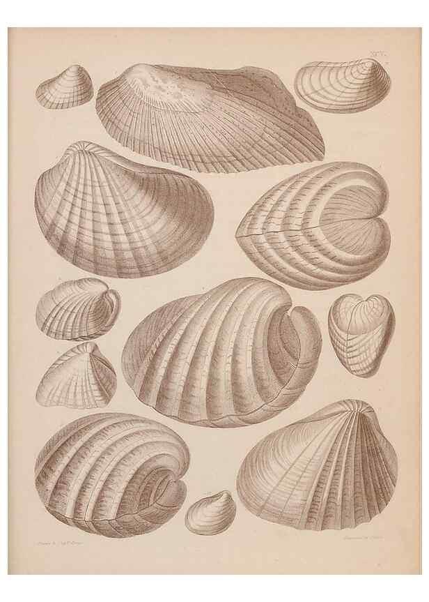 Reproducción/Reproduction 42064967520: An atlas of the fossil conchology of Great Britain and Ireland :. London :Sonnenschein,1889.. 