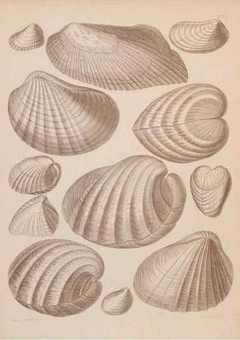 Reproducción/Reproduction 42064967520: An atlas of the fossil conchology of Great Britain and Ireland :. London :Sonnenschein,1889.. 