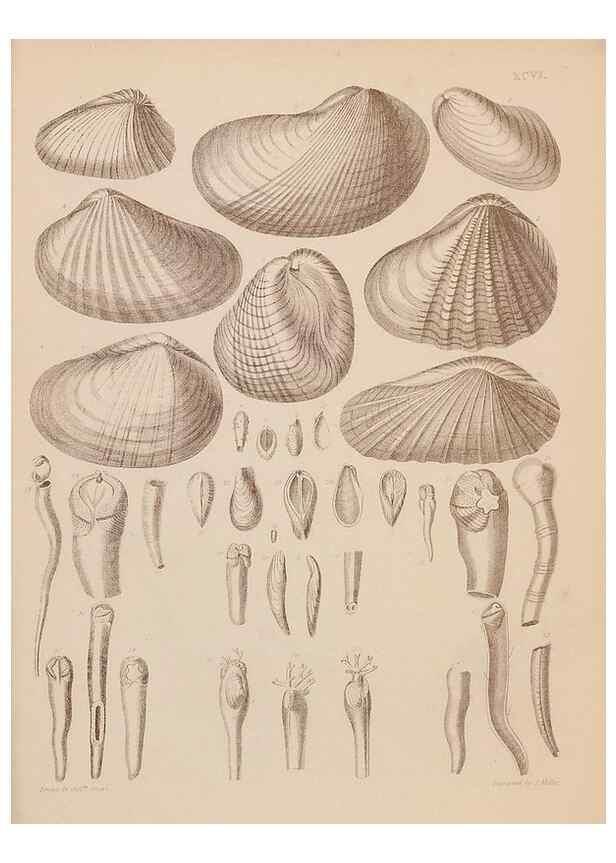 Reproducción/Reproduction 43156243654: An atlas of the fossil conchology of Great Britain and Ireland :. London :Sonnenschein,1889.. 