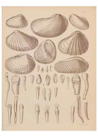 Reproducción/Reproduction 43156243654: An atlas of the fossil conchology of Great Britain and Ireland :. London :Sonnenschein,1889.. 