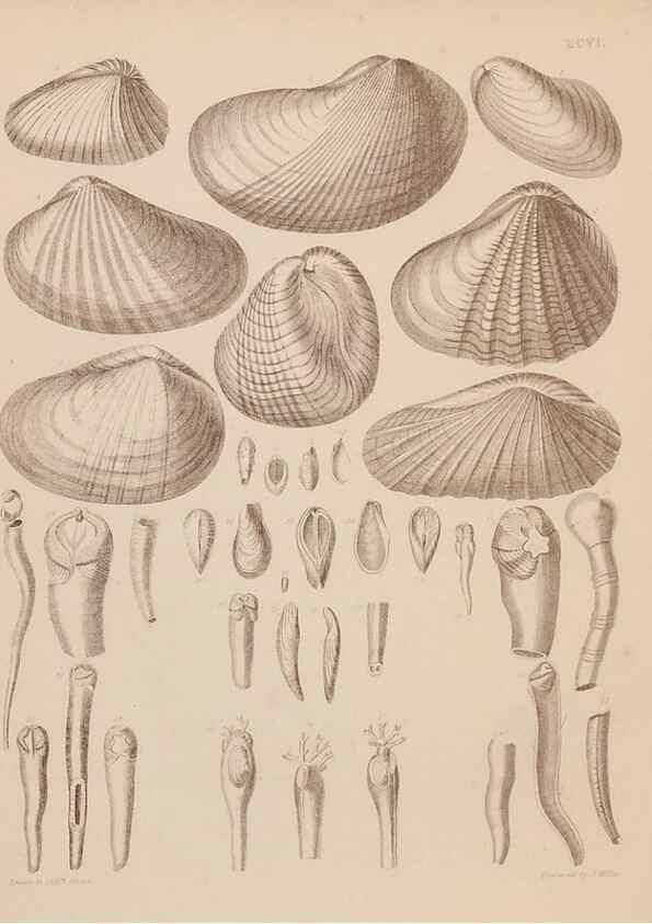 Reproducción/Reproduction 43156243654: An atlas of the fossil conchology of Great Britain and Ireland :. London :Sonnenschein,1889.. 