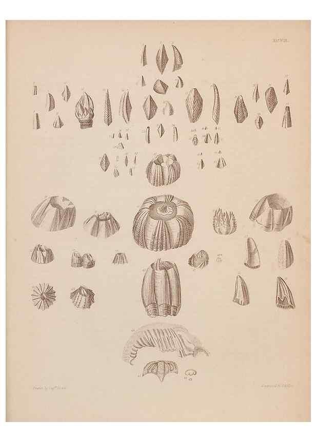 Reproducción/Reproduction 43156244704: An atlas of the fossil conchology of Great Britain and Ireland :. London :Sonnenschein,1889.. 
