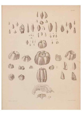 Reproducción/Reproduction 43156244704: An atlas of the fossil conchology of Great Britain and Ireland :. London :Sonnenschein,1889.. 