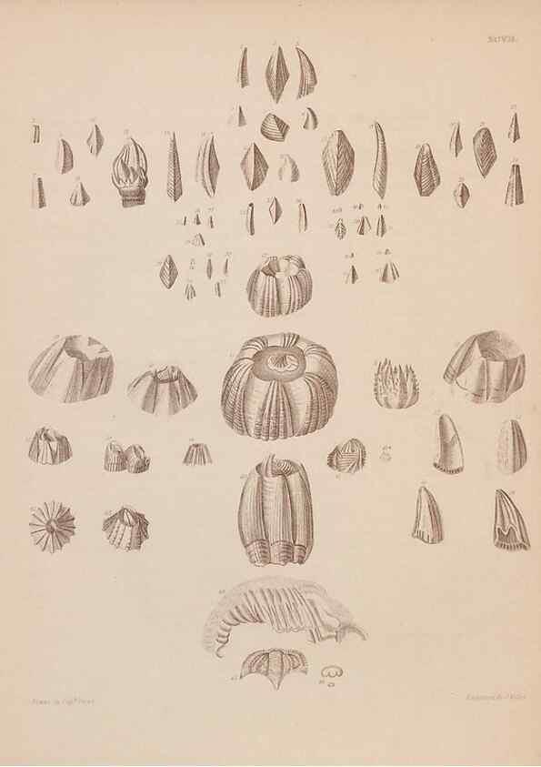 Reproducción/Reproduction 43156244704: An atlas of the fossil conchology of Great Britain and Ireland :. London :Sonnenschein,1889.. 