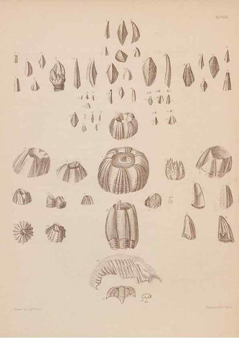 Reproducción/Reproduction 43156244704: An atlas of the fossil conchology of Great Britain and Ireland :. London :Sonnenschein,1889.. 