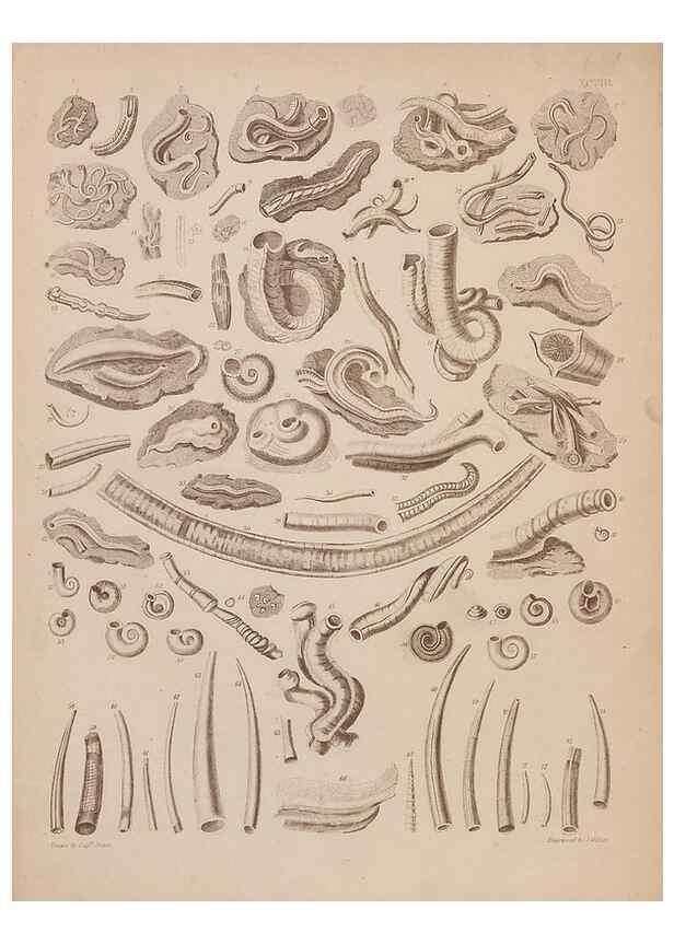 Reproducción/Reproduction 28937584807: An atlas of the fossil conchology of Great Britain and Ireland :. London :Sonnenschein,1889.. 