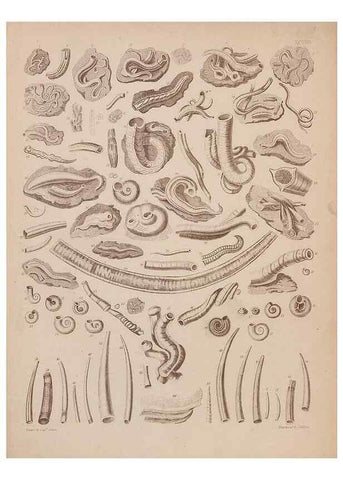 Reproducción/Reproduction 28937584807: An atlas of the fossil conchology of Great Britain and Ireland :. London :Sonnenschein,1889.. 