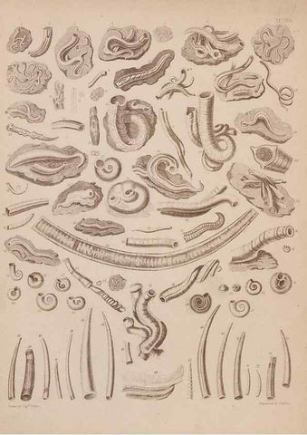 Reproducción/Reproduction 28937584807: An atlas of the fossil conchology of Great Britain and Ireland :. London :Sonnenschein,1889.. 