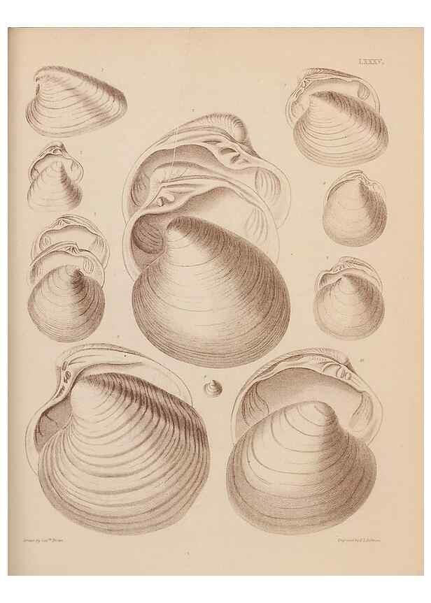 Reproducción/Reproduction 42969532745: An atlas of the fossil conchology of Great Britain and Ireland :. London :Sonnenschein,1889.. 