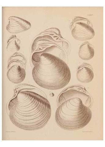 Reproducción/Reproduction 42969532745: An atlas of the fossil conchology of Great Britain and Ireland :. London :Sonnenschein,1889.. 