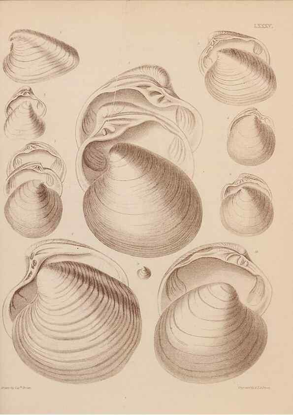 Reproducción/Reproduction 42969532745: An atlas of the fossil conchology of Great Britain and Ireland :. London :Sonnenschein,1889.. 