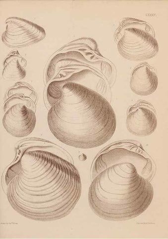 Reproducción/Reproduction 42969532745: An atlas of the fossil conchology of Great Britain and Ireland :. London :Sonnenschein,1889.. 