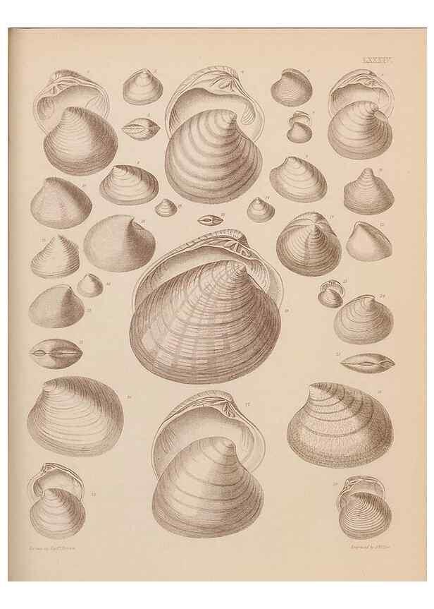 Reproducción/Reproduction 42969530835: An atlas of the fossil conchology of Great Britain and Ireland :. London :Sonnenschein,1889.. 