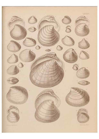 Reproducción/Reproduction 42969530835: An atlas of the fossil conchology of Great Britain and Ireland :. London :Sonnenschein,1889.. 
