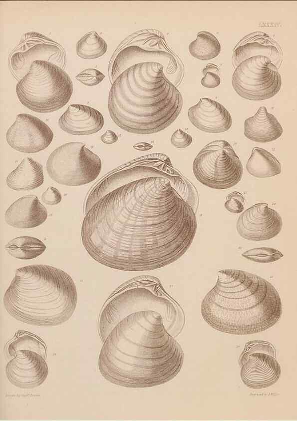 Reproducción/Reproduction 42969530835: An atlas of the fossil conchology of Great Britain and Ireland :. London :Sonnenschein,1889.. 