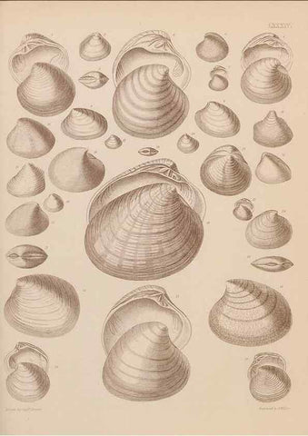 Reproducción/Reproduction 42969530835: An atlas of the fossil conchology of Great Britain and Ireland :. London :Sonnenschein,1889.. 