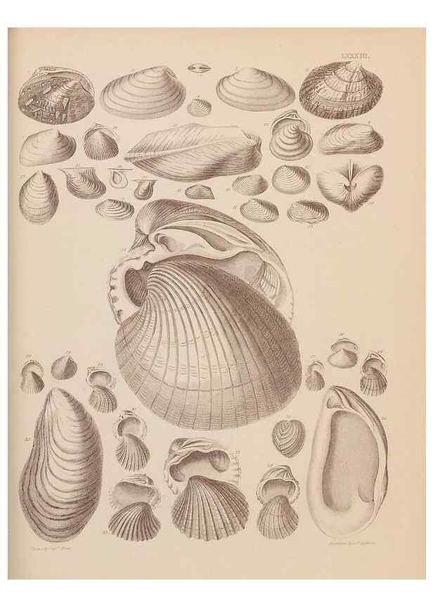 Reproducción/Reproduction 42969528835: An atlas of the fossil conchology of Great Britain and Ireland :. London :Sonnenschein,1889.. 