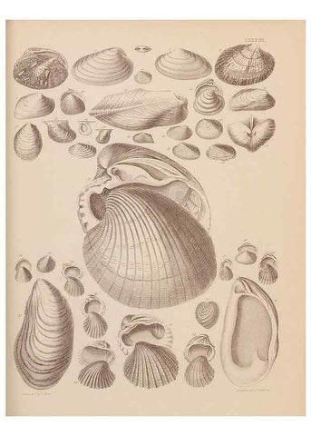 Reproducción/Reproduction 42969528835: An atlas of the fossil conchology of Great Britain and Ireland :. London :Sonnenschein,1889.. 