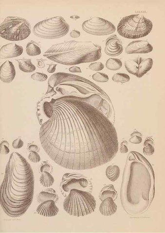 Reproducción/Reproduction 42969528835: An atlas of the fossil conchology of Great Britain and Ireland :. London :Sonnenschein,1889.. 