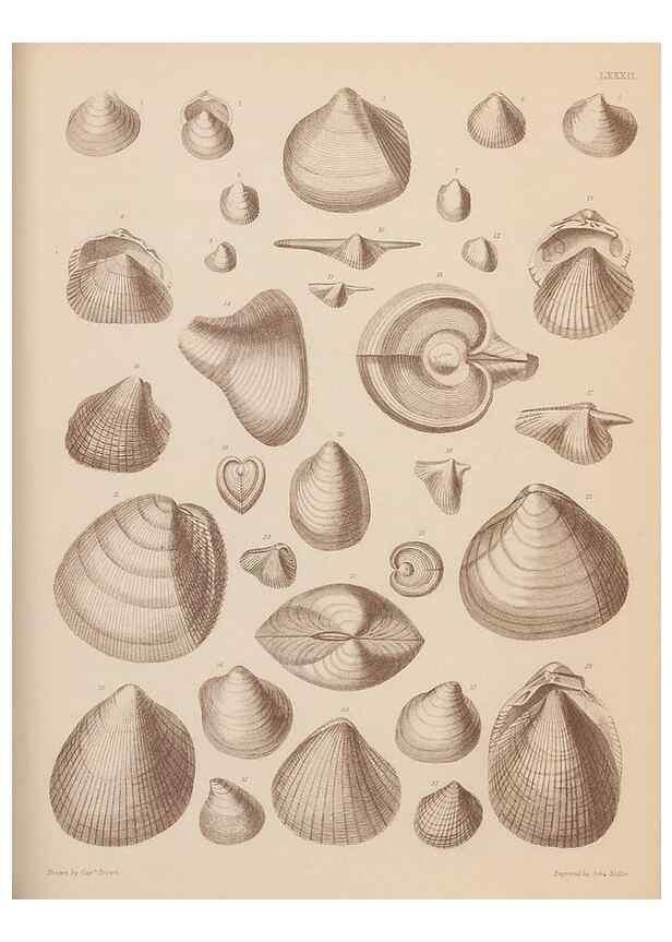 Reproducción/Reproduction 42064942110: An atlas of the fossil conchology of Great Britain and Ireland :. London :Sonnenschein,1889.. 