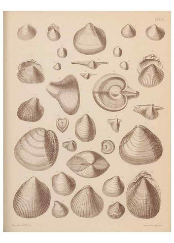 Reproducción/Reproduction 42064942110: An atlas of the fossil conchology of Great Britain and Ireland :. London :Sonnenschein,1889.. 