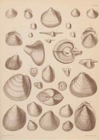 Reproducción/Reproduction 42064942110: An atlas of the fossil conchology of Great Britain and Ireland :. London :Sonnenschein,1889.. 