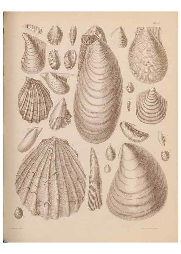 Reproducción/Reproduction 43873486051: An atlas of the fossil conchology of Great Britain and Ireland :. London :Sonnenschein,1889.. 