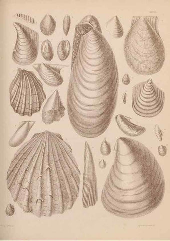 Reproducción/Reproduction 43873486051: An atlas of the fossil conchology of Great Britain and Ireland :. London :Sonnenschein,1889.. 