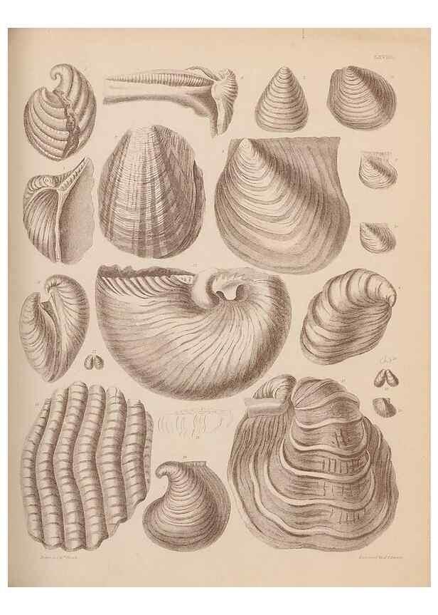 Reproducción/Reproduction 30004114958: An atlas of the fossil conchology of Great Britain and Ireland :. London :Sonnenschein,1889.. 