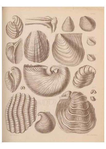 Reproducción/Reproduction 30004114958: An atlas of the fossil conchology of Great Britain and Ireland :. London :Sonnenschein,1889.. 