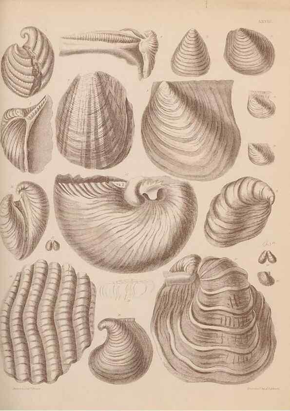 Reproducción/Reproduction 30004114958: An atlas of the fossil conchology of Great Britain and Ireland :. London :Sonnenschein,1889.. 