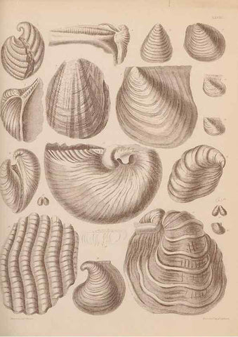 Reproducción/Reproduction 30004114958: An atlas of the fossil conchology of Great Britain and Ireland :. London :Sonnenschein,1889.. 