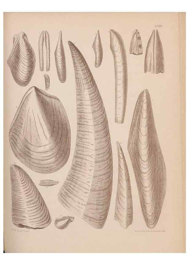 Reproducción/Reproduction 28937540517: An atlas of the fossil conchology of Great Britain and Ireland :. London :Sonnenschein,1889.. 
