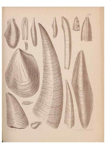 Reproducción/Reproduction 28937540517: An atlas of the fossil conchology of Great Britain and Ireland :. London :Sonnenschein,1889.. 