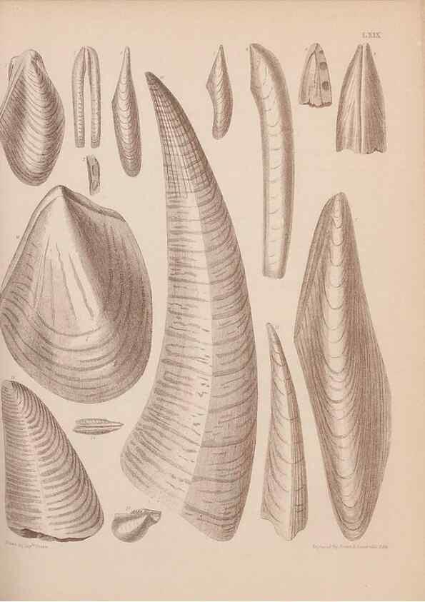 Reproducción/Reproduction 28937540517: An atlas of the fossil conchology of Great Britain and Ireland :. London :Sonnenschein,1889.. 