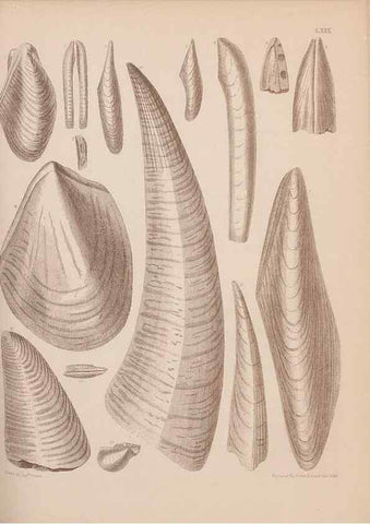 Reproducción/Reproduction 28937540517: An atlas of the fossil conchology of Great Britain and Ireland :. London :Sonnenschein,1889.. 