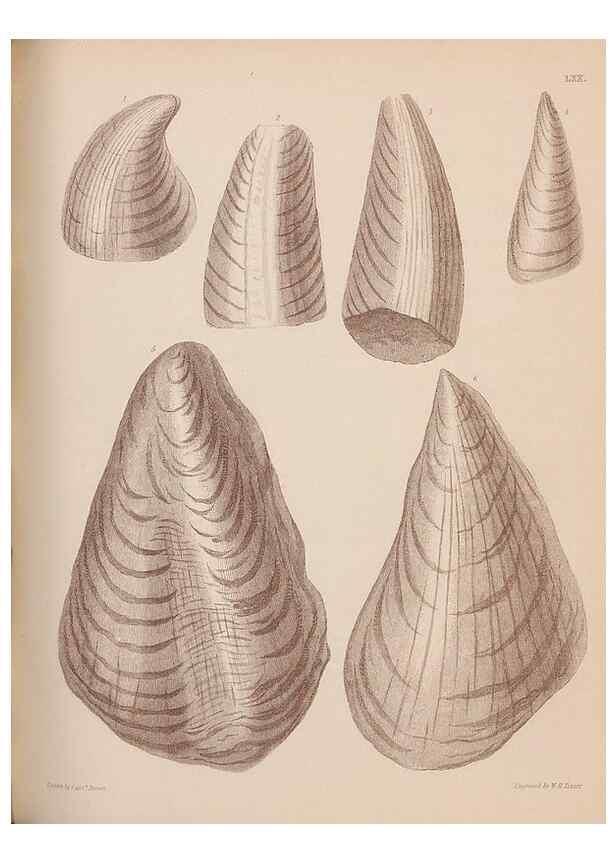 Reproducción/Reproduction 42969508405: An atlas of the fossil conchology of Great Britain and Ireland :. London :Sonnenschein,1889.. 