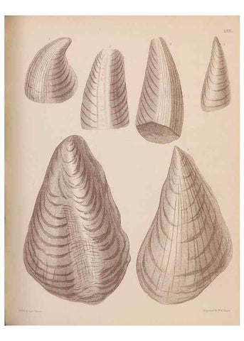 Reproducción/Reproduction 42969508405: An atlas of the fossil conchology of Great Britain and Ireland :. London :Sonnenschein,1889.. 