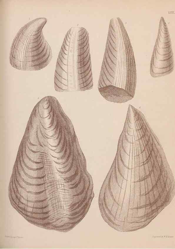 Reproducción/Reproduction 42969508405: An atlas of the fossil conchology of Great Britain and Ireland :. London :Sonnenschein,1889.. 