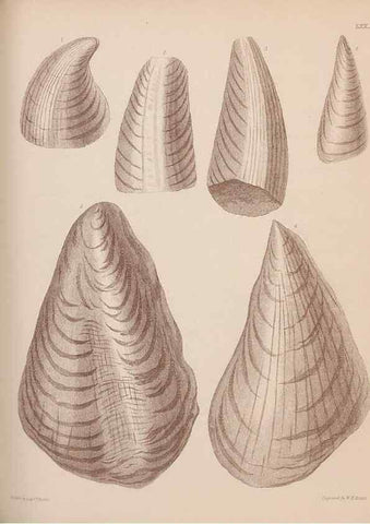 Reproducción/Reproduction 42969508405: An atlas of the fossil conchology of Great Britain and Ireland :. London :Sonnenschein,1889.. 