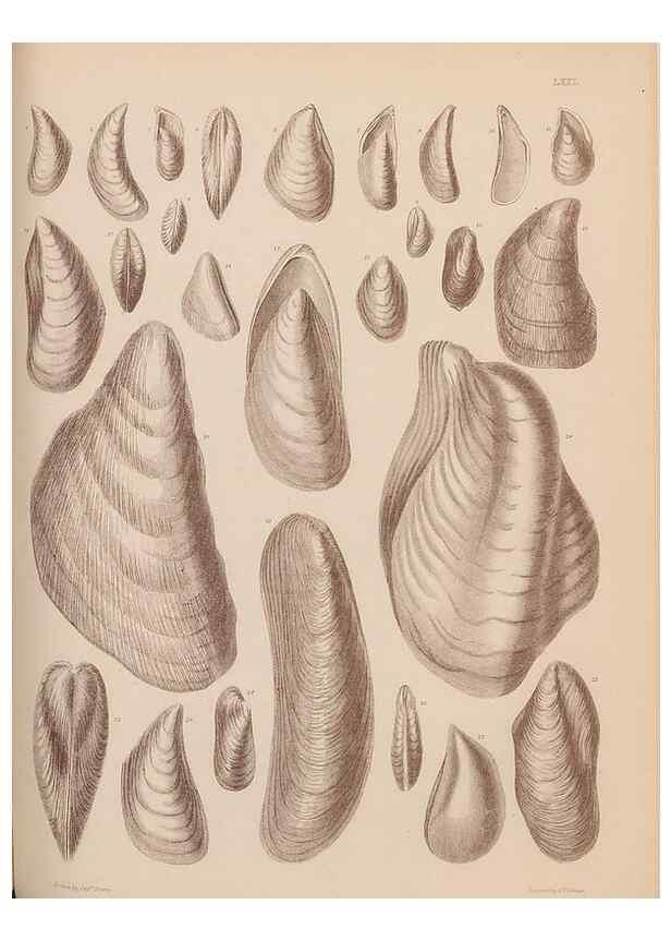 Reproducción/Reproduction 43873495191: An atlas of the fossil conchology of Great Britain and Ireland :. London :Sonnenschein,1889.. 