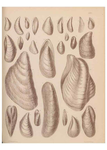 Reproducción/Reproduction 43873495191: An atlas of the fossil conchology of Great Britain and Ireland :. London :Sonnenschein,1889.. 