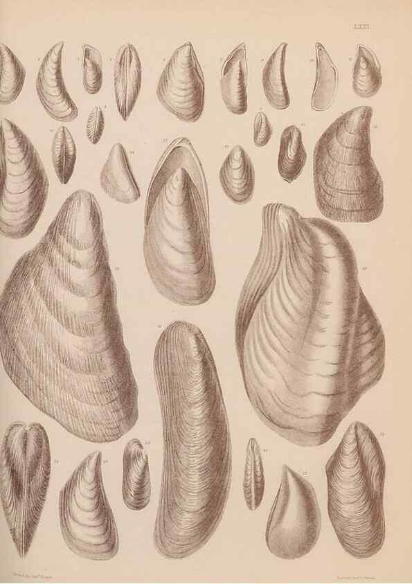 Reproducción/Reproduction 43873495191: An atlas of the fossil conchology of Great Britain and Ireland :. London :Sonnenschein,1889.. 