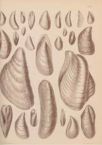 Reproducción/Reproduction 43873495191: An atlas of the fossil conchology of Great Britain and Ireland :. London :Sonnenschein,1889.. 