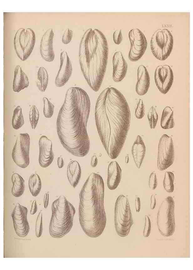 Reproducción/Reproduction 43873496271: An atlas of the fossil conchology of Great Britain and Ireland :. London :Sonnenschein,1889.. 