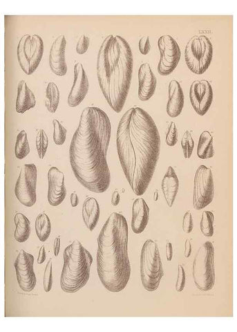 Reproducción/Reproduction 43873496271: An atlas of the fossil conchology of Great Britain and Ireland :. London :Sonnenschein,1889.. 